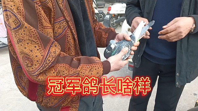 亲爱的朋友们，冠军鸽长什么样子，这里有你的答案，鸽王级别！！