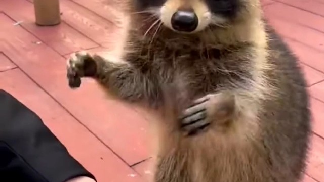 小浣熊太可爱快@你男友搞一只吧#浣熊#小浣熊#宠物