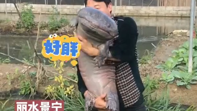 这个娃娃鱼有点妖娆