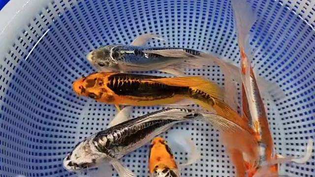 德系锦鲤系列！德系龙系列无鳞片，少鳞片！#观赏鱼#锦鲤#水族馆#好运锦鲤#水族