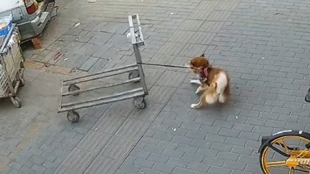 车主发现车被剐蹭调出监控意想不到，竟然是狗狗拉车转圈圈碰到的