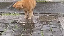 雨过后，对世界充满好奇的大橘，和一块松动的石板玩起来了