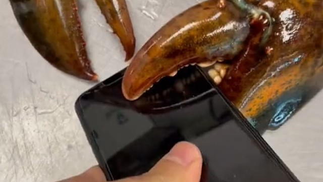 虾⺀你别动我录个指纹了就给你[皮一下][皮一下]