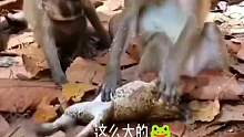 猴子真的会折磨其他动物
