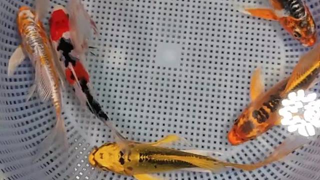 糖果的颜色你爱吗#观赏鱼#水族#好运