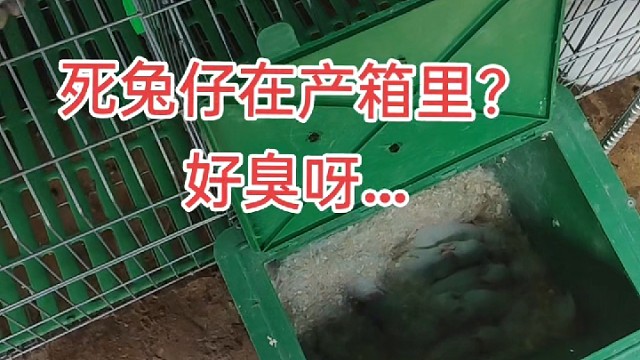 母兔带十个小兔，变九只了，挂了也没有找到…