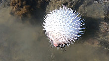 阿平赶海遇到一条怪鱼，它会膨胀而且全身都带着刺