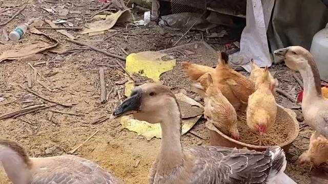 104天的狮头鹅，分不出公母，超级能吃。