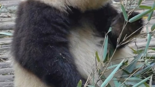 花花能听动四川话