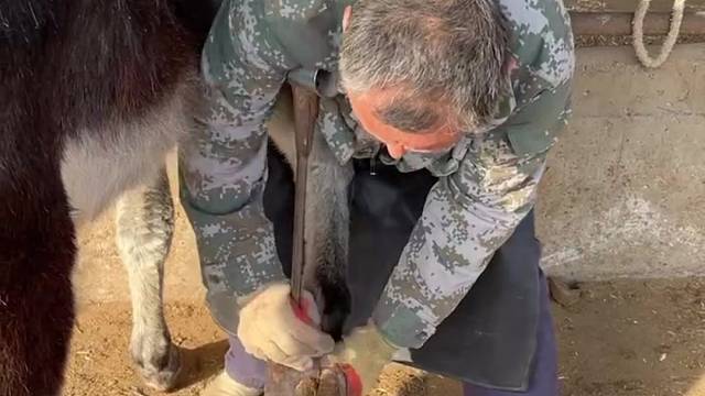 老师傅给毛驴修蹄，毛驴很配合一动不动，很解压