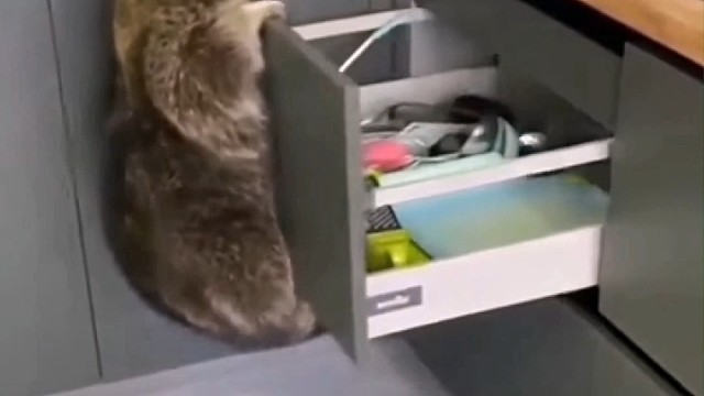 快来看看小浣熊又在偷吃什么