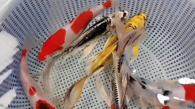 爱我吗？快来带回来