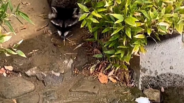 好熟练呀，这真的是它家！