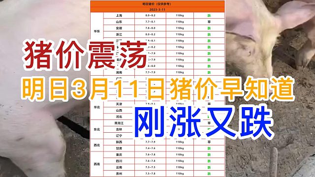 明日3月11日全国猪价早知道！猪价震荡 刚涨又跌#猪价行情 #明日猪价 #生猪价格 #猪价最新行情