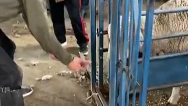 羊：稍微修一下