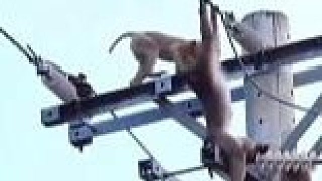 野生猴子悬挂在高压线上命悬一线，其他同伴居然玩亲亲？