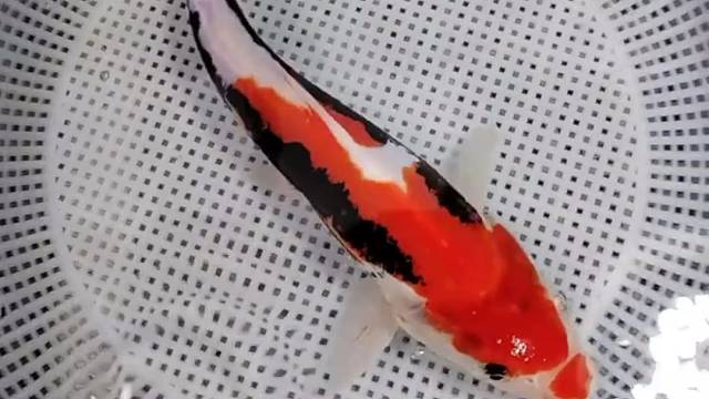 恋恋红唇的九纹龙漂亮不#观赏鱼#水族#好运