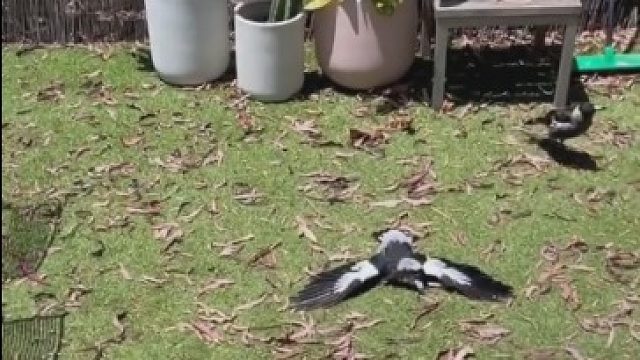 澳大利亚喜鹊躺平式晒日光浴，看起来好舒服好惬意啊