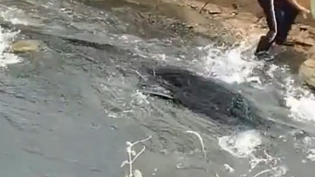 这肯定是上游鱼塘垮了