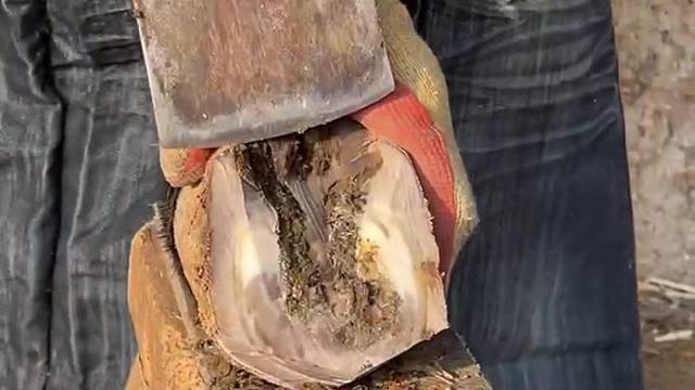 爱护动物，老手艺师傅给毛驴修蹄，现在干这一行越来越少了，过程很解压