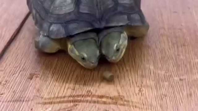 抢啥啊！谁吃不都一样么！