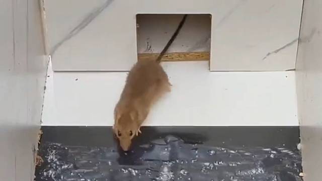 监控下的一幕，一家子整整齐齐的在一起