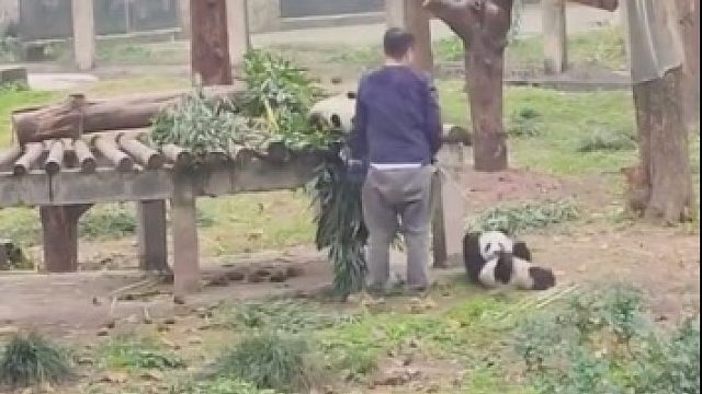 熊猫宝宝自己摔跤怪奶爸，对着奶爸疯狂输出小拳拳