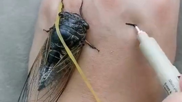 十秒教你画知了