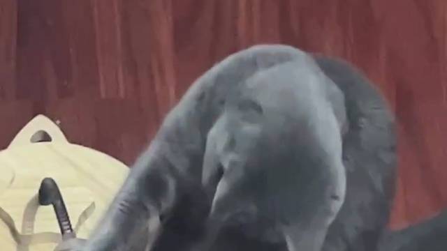 快看啊这是我的小猫