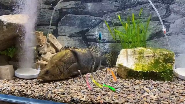 出不去，就在家钓