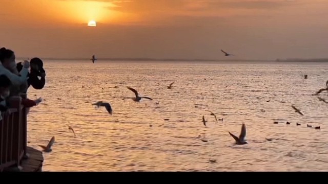 今年的海鸥也没有失约