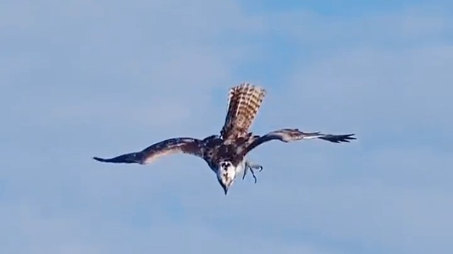 它是怎么看到的居然还起飞了