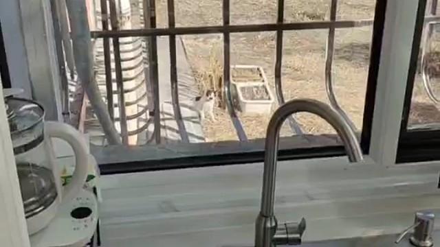 投喂流浪猫