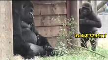 国外一只银背大猩猩被儿子调皮折腾的够呛，这儿子谁要带走吧！