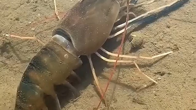 蜕变亦是重生[小龙虾]