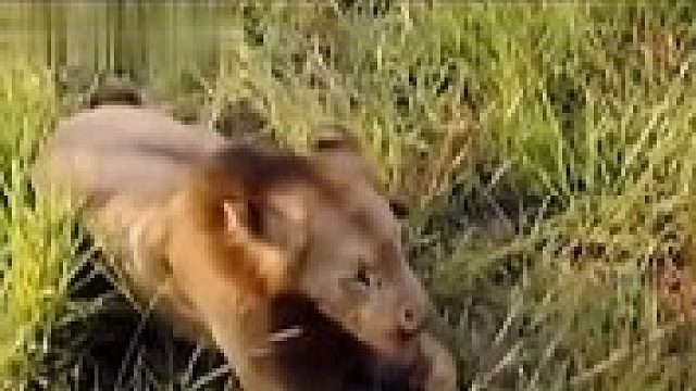 一代狮王坏男孩联盟老六撒旦生前最后时光，为了掩护兄弟们撤离最后被其他狮群折磨致死…