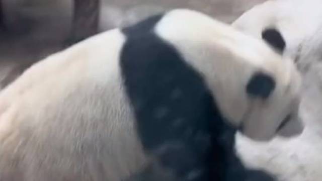 熊猫：我来撒泡尿给你们照照