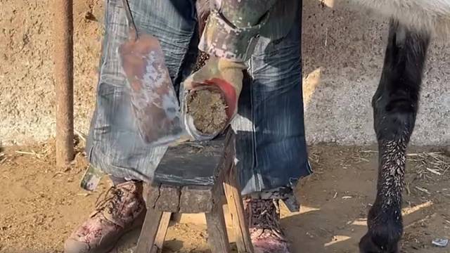 关爱动物给毛驴修蹄，这个手艺快失传了，师傅技术娴熟，驴蹄修得干净利落