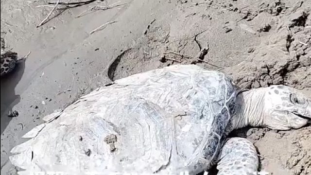 黄河里面放海龟