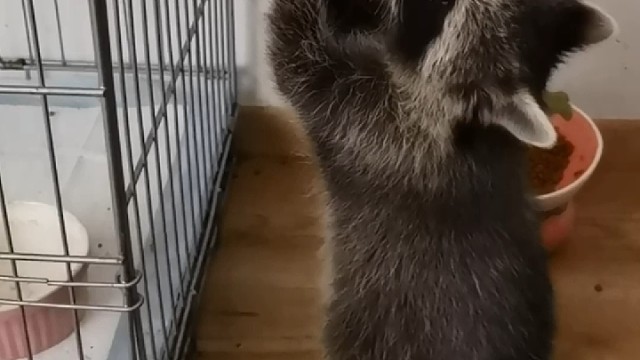 小浣熊变成小水熊了