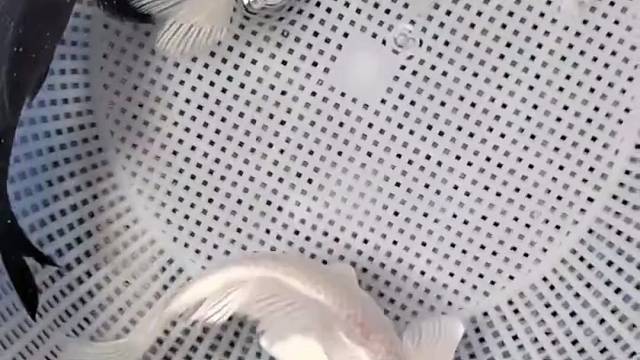 吉祥三宝直播间约来#观赏鱼#好运#助手#锦鲤