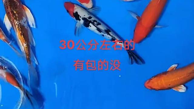 来把好运带回来