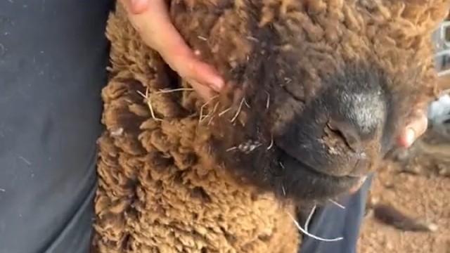 无毛一身轻[doge]