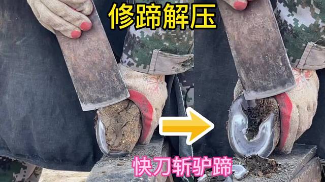 两位师傅给毛驴美甲，配合默契手起刀落，干净利索，驴蹄修的漂亮