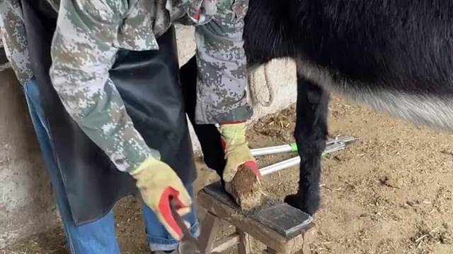 爱护动物，手艺人孙师傅给毛驴修蹄，过程非常治愈解压