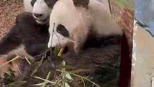 各个租借#熊猫 的动物园都卷起来好吗！！#萌宠 #国宝熊猫 #娱乐评论大赏