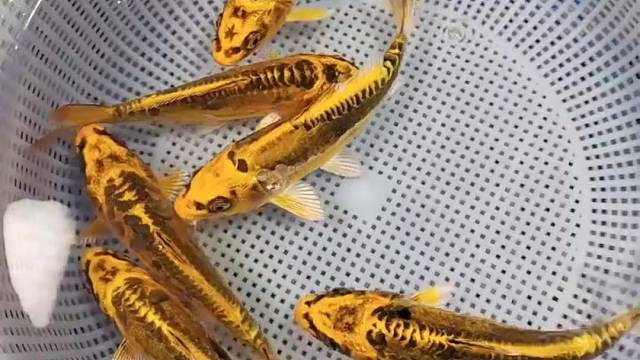 满框尽带黄金甲！！！招财德系金龙，无鳞片，少鳞片！#观赏鱼#锦鲤#水族#见锦鲤者发发发#观赏