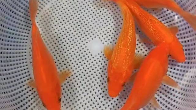 红红火火，迎喜中国红！日系火鲤 荷包鲤#锦鲤#观赏鱼#水族#锦鲤鱼#观赏鱼世界