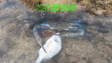 退潮后阿平赶海发现了中华鲎，还遇到了在捕猎的兰花蟹