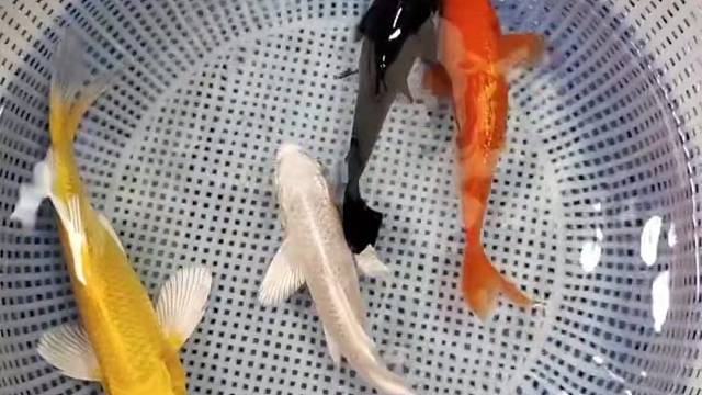 白金起运，黄金招财，全红火鲤迎喜，黑金镇缸镇宅！点关注不迷路，养好锦鲤风水鱼！#